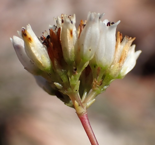 Crassula biplanata (Crassula biplanata)