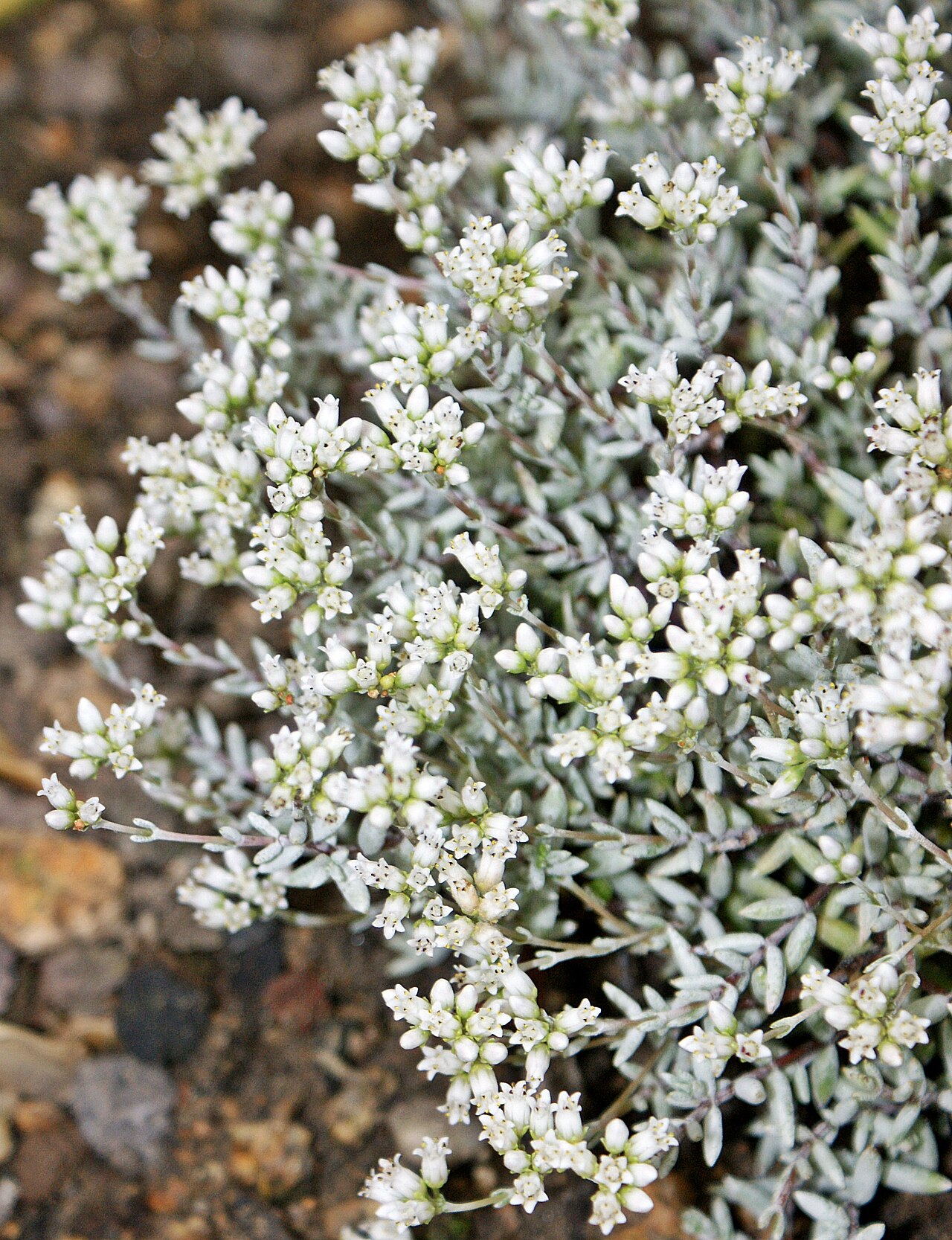 Crassula biplanata: Crassula biplanata