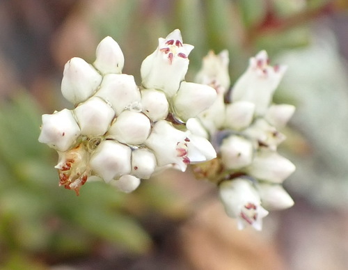 Crassula biplanata (Crassula biplanata)