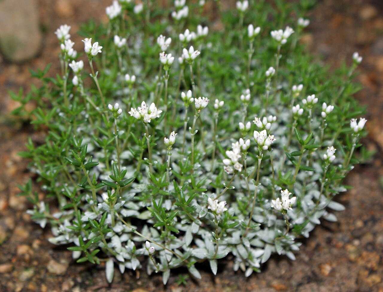 Crassula biplanata: Crassula biplanata