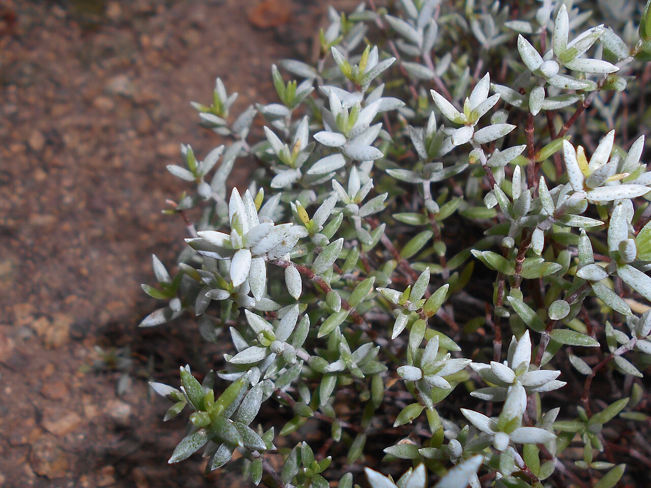 Crassula biplanata: Crassula biplanata , Botanischer Garten Berlin.