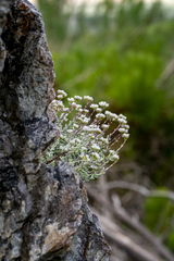 Crassula biplanata (Crassula biplanata)