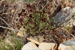 Crassula biplanata (Crassula biplanata)