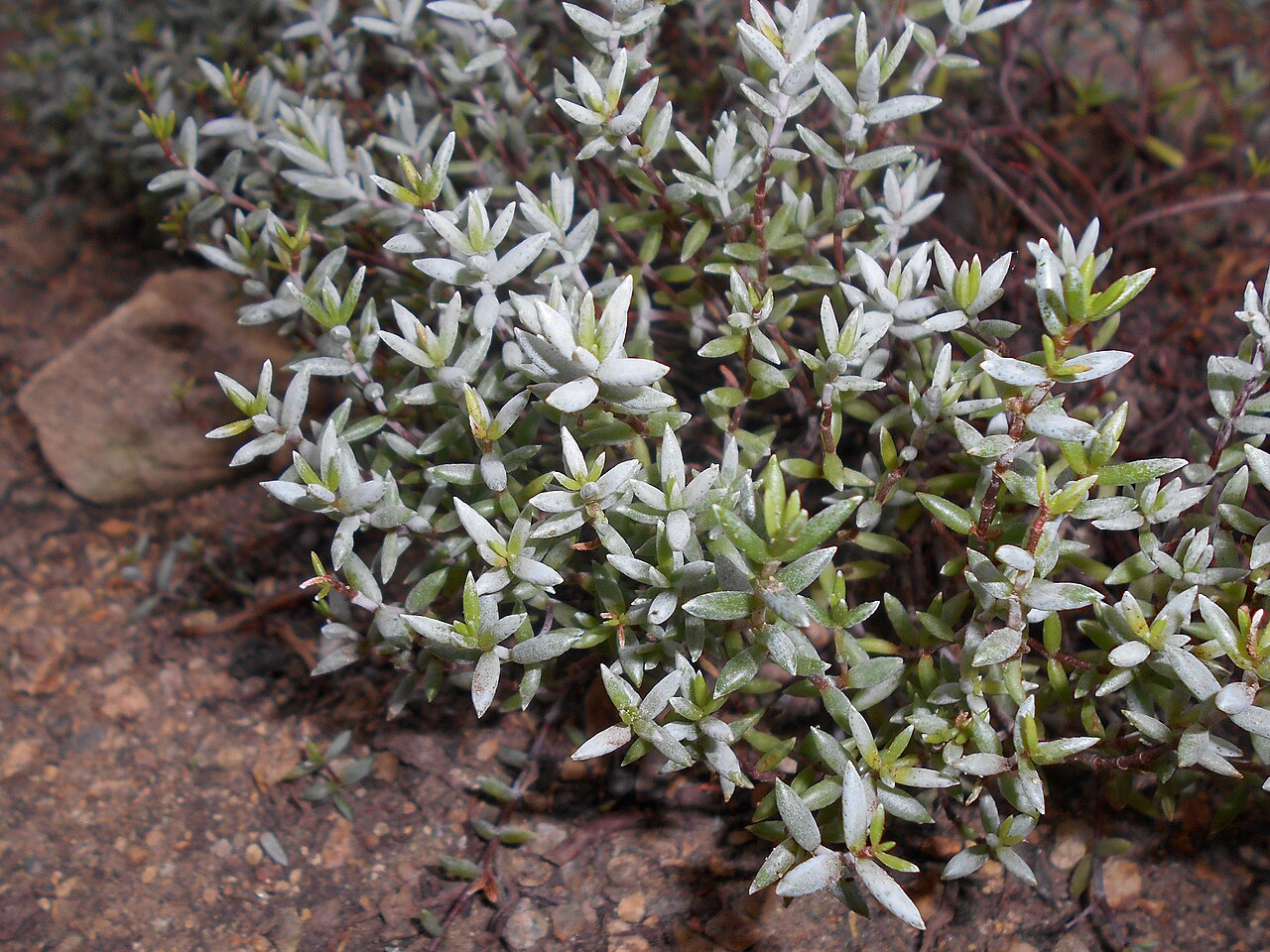 Crassula biplanata: Crassula biplanata , Botanischer Garten Berlin.