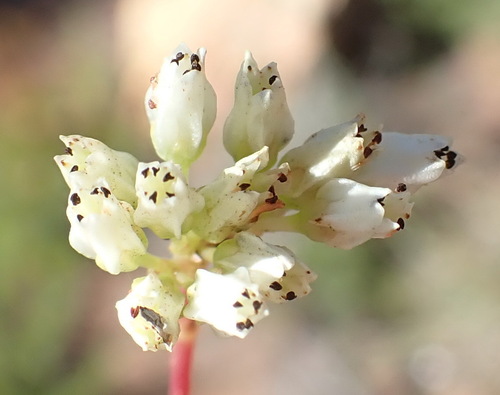 Crassula biplanata (Crassula biplanata)