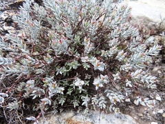 Crassula biplanata (Crassula biplanata)