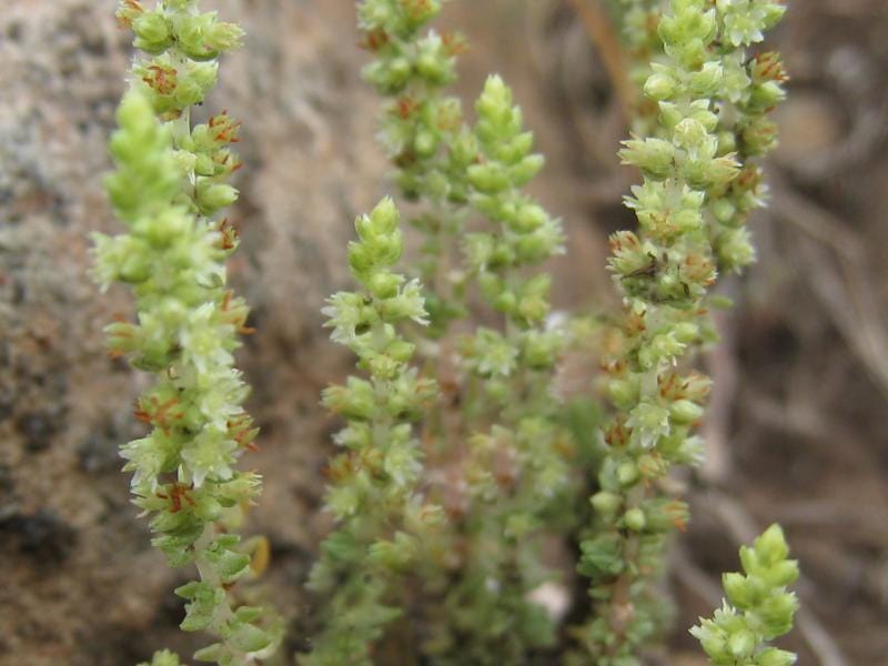 Crassula brachystachya: Crassula brachystachya flowers