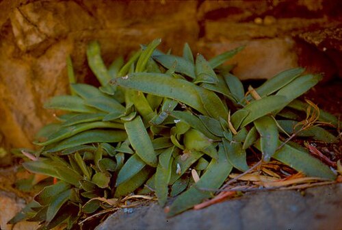 Crassula brachystachya: Crassula brachystachya plant