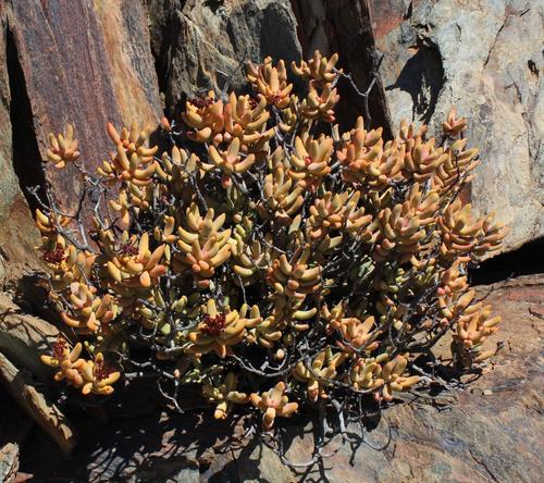 Crassula brevifolia (Crassula brevifolia)