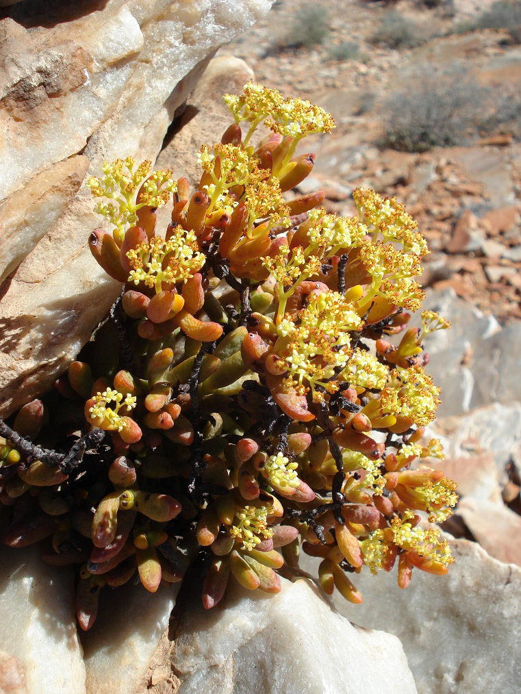 Crassula brevifolia: Crassula brevifolia flowers