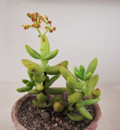 Crassula brevifolia: Crassula brevifolia plant