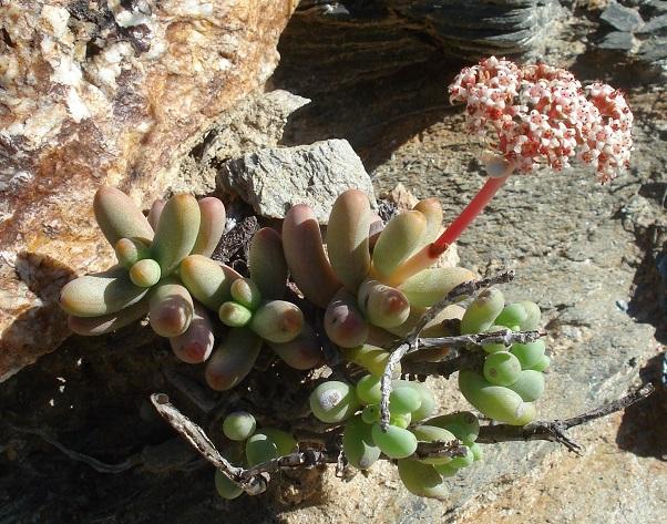 Crassula brevifolia: Plant of Crassula brevifolia subsp. psammophyla