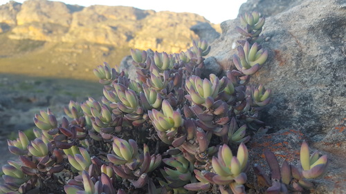 Crassula brevifolia (Crassula brevifolia)