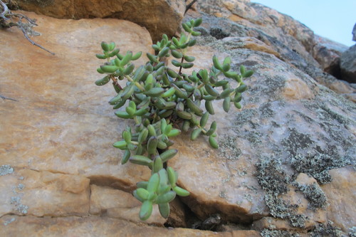 Crassula brevifolia (Crassula brevifolia)