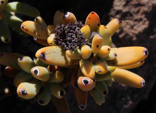 Crassula brevifolia (Crassula brevifolia)