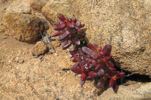 Crassula brevifolia (Crassula brevifolia)