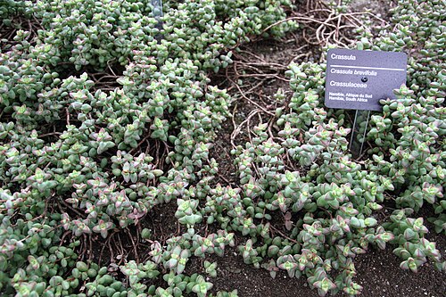Crassula brevifolia: Crassula brevifolia in greenhouses of Montreal Botanical Garden , Montreal, Quebec