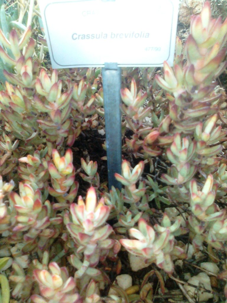 Crassula brevifolia: Crassula brevifolia