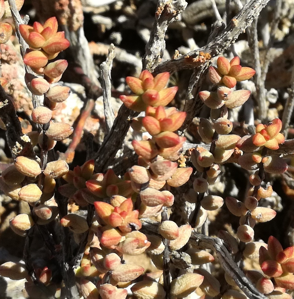 Crassula brevifolia: Crassula brevifolia growing in the Ceres Karoo