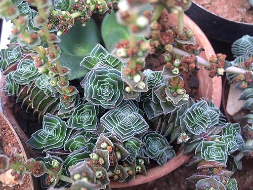 Crassula calcarea: Crassula calcarea plant