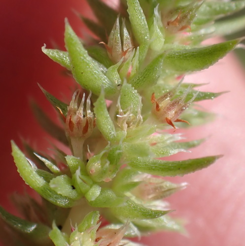 Crassula campestris (Crassula campestris)