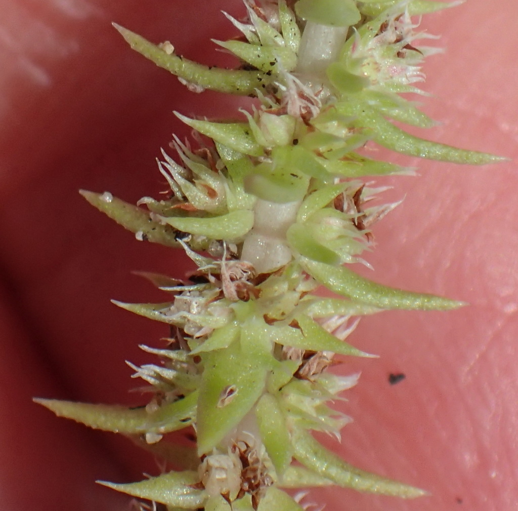Crassula campestris (Crassula campestris)