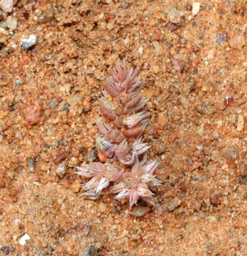 Crassula campestris (Crassula campestris)
