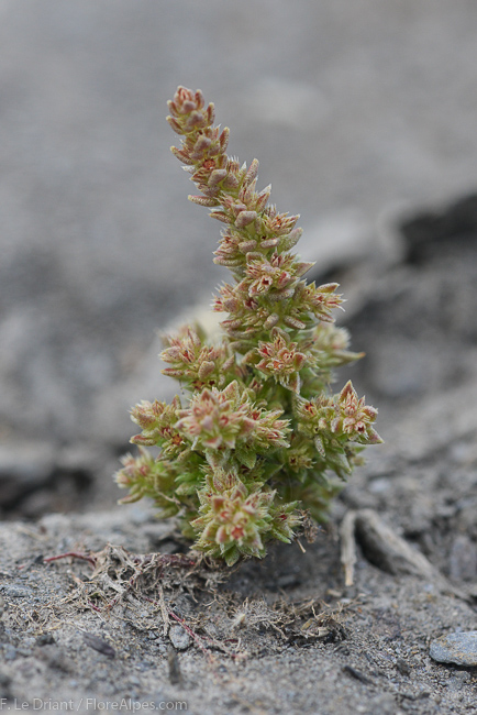 Crassula campestris: Crassula campestris plant