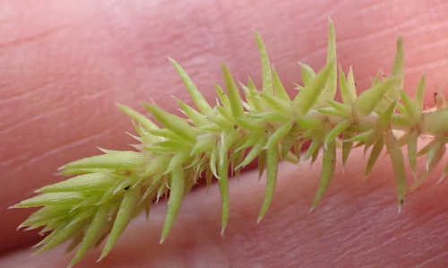 Crassula campestris (Crassula campestris)