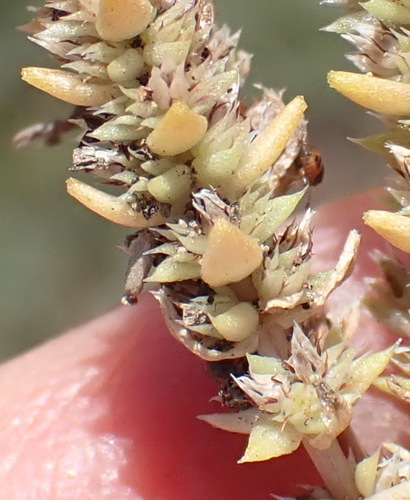 Crassula campestris (Crassula campestris)