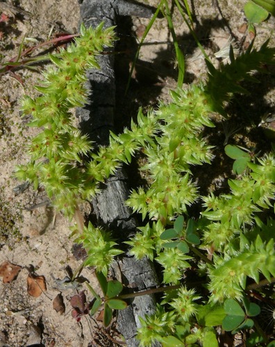 Crassula campestris (Crassula campestris)