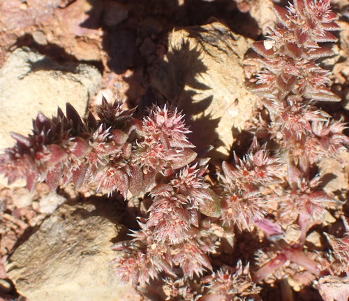 Crassula campestris (Crassula campestris)