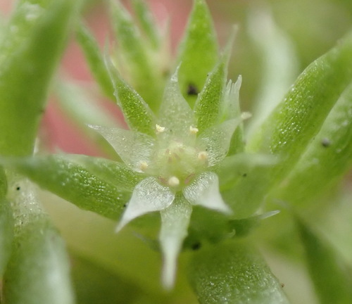 Crassula campestris (Crassula campestris)