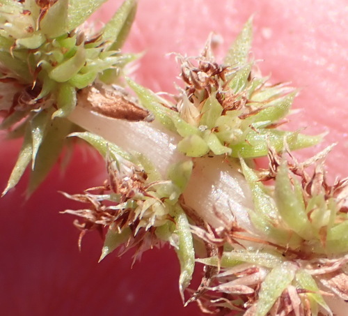 Crassula campestris (Crassula campestris)