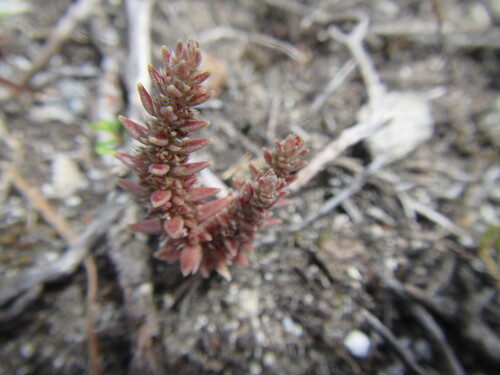 Crassula campestris (Crassula campestris)