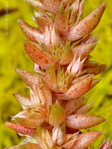 Crassula campestris: Crassula campestris flowers