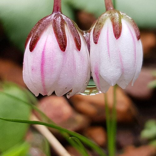 Crassula capensis: Crassula capensis (L.) Baill. - Stellenbosch, South Africa