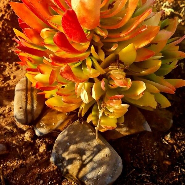 Crassula capitella (Crassula capitella)