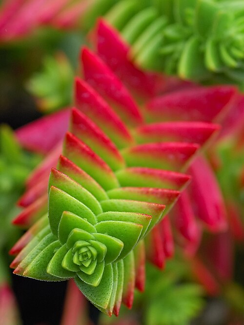 Crassula capitella: Crassula capitella