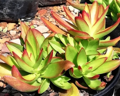 Crassula capitella: Crassula capitella