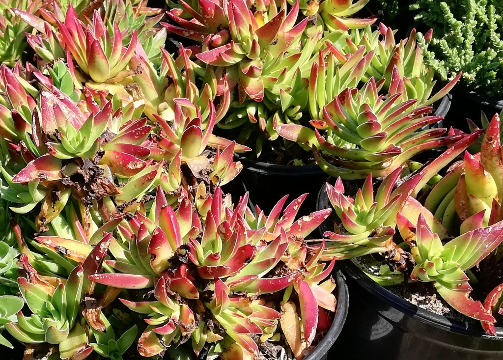 Crassula capitella: Crassula capitella