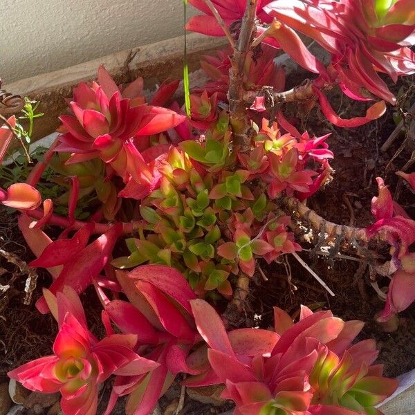 Crassula capitella (Crassula capitella)