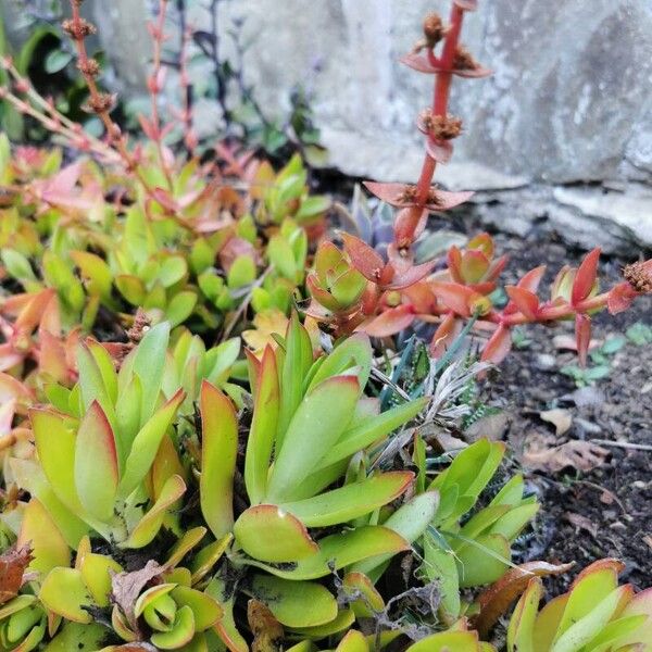 Crassula capitella (Crassula capitella)