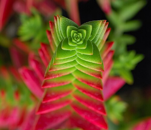 Crassula capitella: Crassula capitella