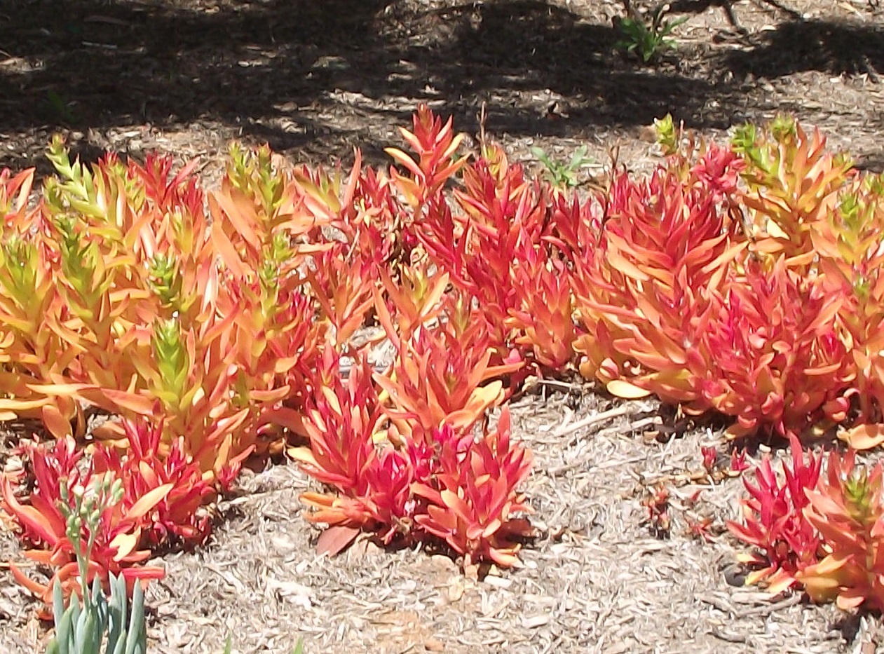Crassula capitella: Crassula capitella 'Campfire' — Crassula succulent cultivar. In The Water Conservation Garden At Cuyamaca College , located in El Cajon , southern California.