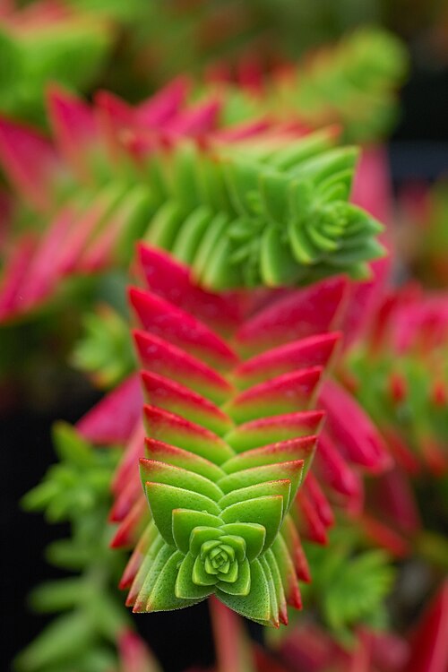 Crassula capitella: Crassula capitella