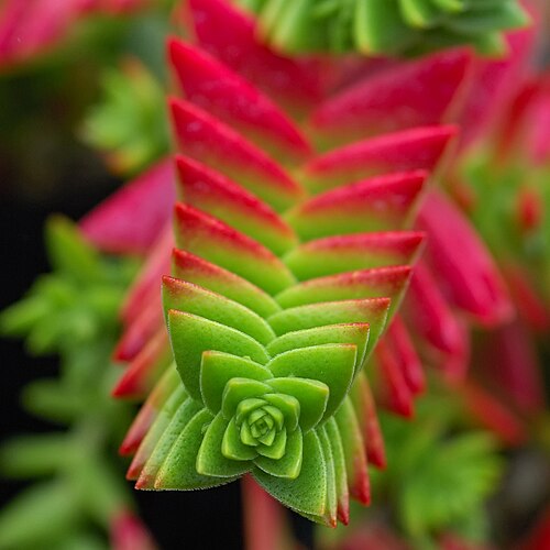 Crassula capitella: Crassula capitella