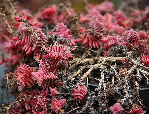 Crassula capitella: Crassula capitella in der Gärtnerei Flores-Reinecke, Leverkusen
