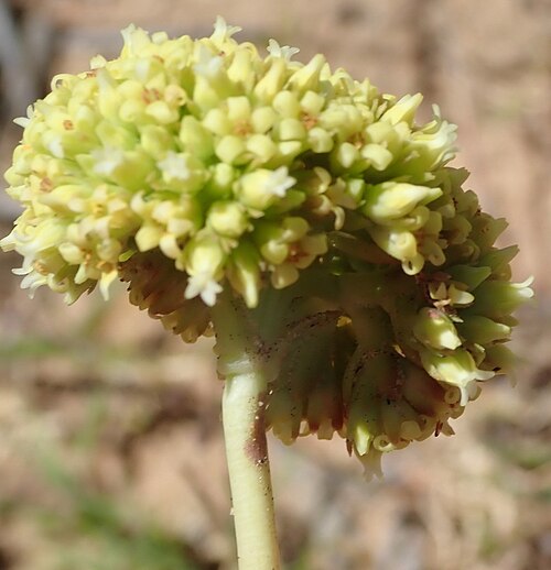 Crassula ciliata: Crassula ciliata flowers