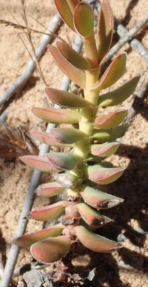 Crassula ciliata: Crassula ciliata leaves
